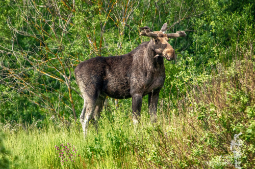  Łoś euroazjatyckiAlces alcesMoose, elk 