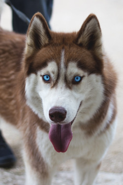 captvinvanity:  Husky | Baptiste Derenzo