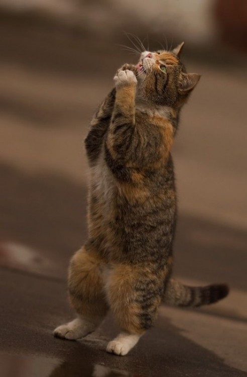 kittehkats: Cat Interpretive Dance # 9 Dandelion floofs on an Autum Breeze Found on weibo.com