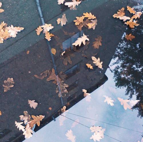 Some fall beauty. Love these colors so much… #kazka_days #fall #autumn #puddle #leaves #refle