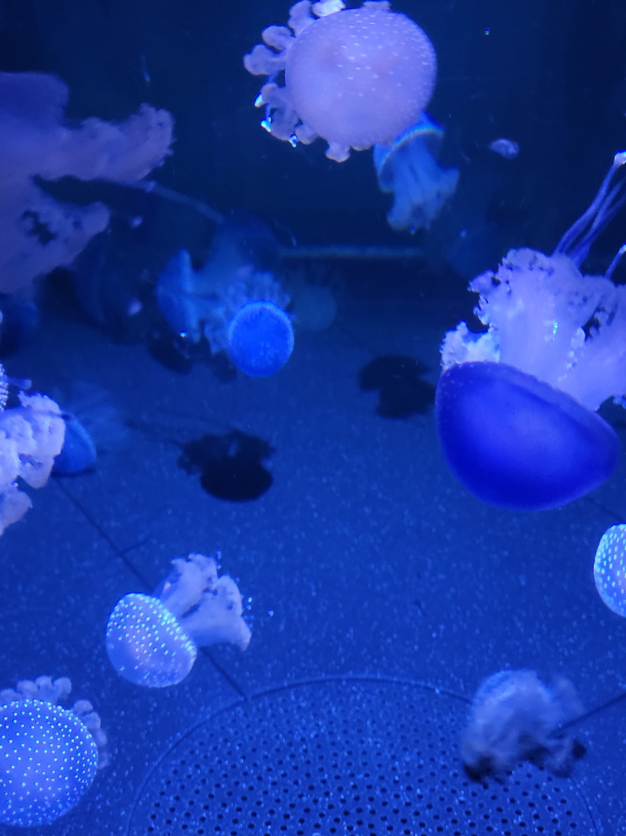 Méduse pélagie - Aquarium La Rochelle