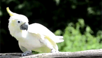 glitterdustedwren:  fluffenchops:  fluffenchops:  glamourcat28:   thehotgirlproject:   gluten-free-pussy:  Can animals actually dance to music? Is that a thing because every time my friend puts on music her bird goes nuts and starts swaying and chirping