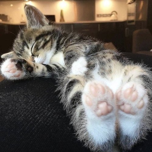 awwww-cute:  Oh sweet Lord 😍 (Source: https://ift.tt/2PcSi4e)  😍😍😍😍😍😍