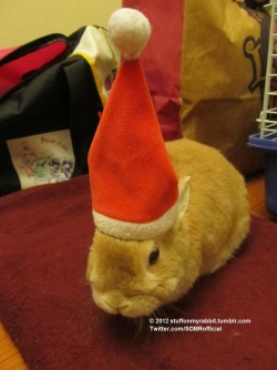 stuffonmyrabbit:  Santa hat  MERRY CHRISTMAS