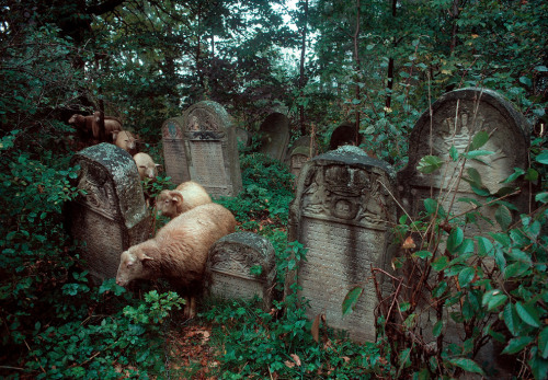 fotojournalismus: Poland, 1981. Photographs by Bruno Barbey