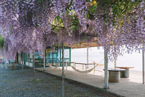 2022-05-01Spring, Wisteria flowerCanon EOS R3 + RF15-35mm f2.8L ISInstagram  |  hwantastic79vivid