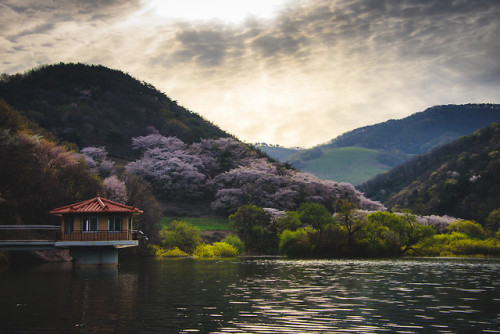 Springtime at Yongbiji Reservoir, Seosan.