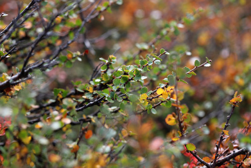 September colors of the alpine tundra. Välliste in Jämtland, Sweden. 