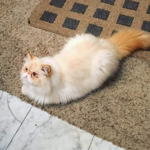 lucifurfluffypants:I’m not begging. I’m not even in the dining room. #fluffypantsdaily #porker #dinner #catstagram #catsoftumblr #cat #persian #himalayan #cute #catsofinstagram