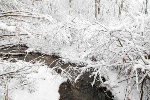 vandaliatraveler:The alder swamp at the West Virginia Botanic Garden this morning. The ice fell firs