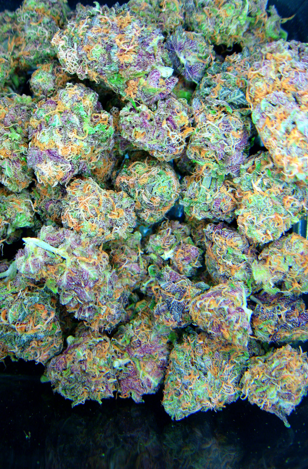 Sup Hasankaptan Rainbow Kush