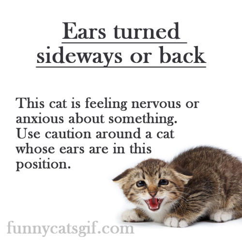 http://funnycatsgif.com/cat-body-language-15-ways/Cat Body Language — 15 ways to understand your fri