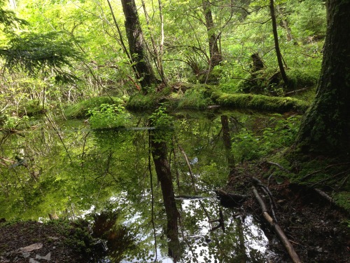 visofrapture: Rattlesnake Mountain, Holderness, New Hampshire