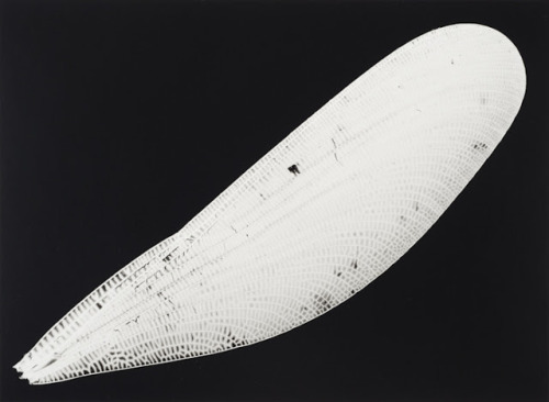 iamjapanese:  gacougnol:  Kazuyuki SoenoFossil of Light  SOENO Kazuyuki （添野 和幸 Japanese, b.1968） 