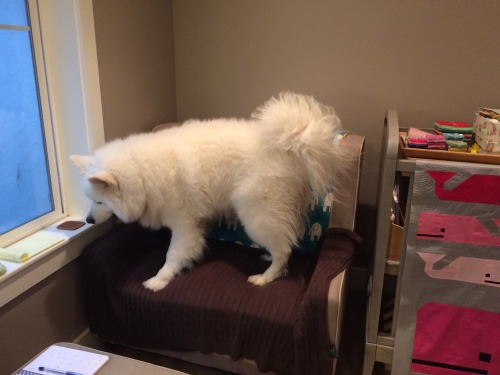 skookumthesamoyed:I’ve made a huge mistake (He didn’t know it was a rocking chair when he jumped up 