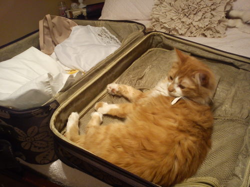 Broski loves to sit in my luggage when I pack for trips.  (submitted by dainty-passions)