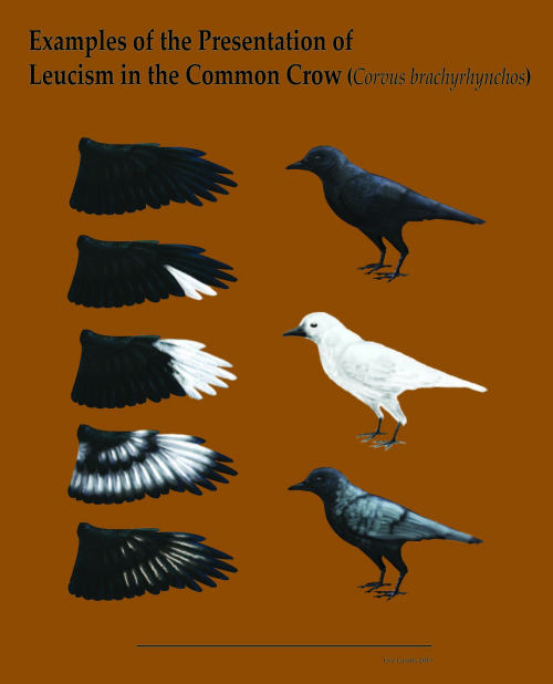 leucism