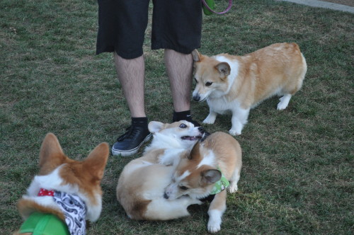 Porn photo rhysthecorgi:  More pictures from the park!