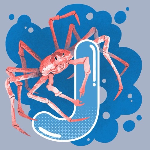 J is for…. Japanese Spider Crab!