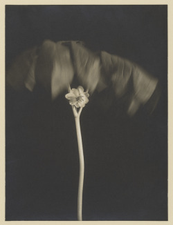 dame-de-pique:  Doris Ulmann - May Apple,