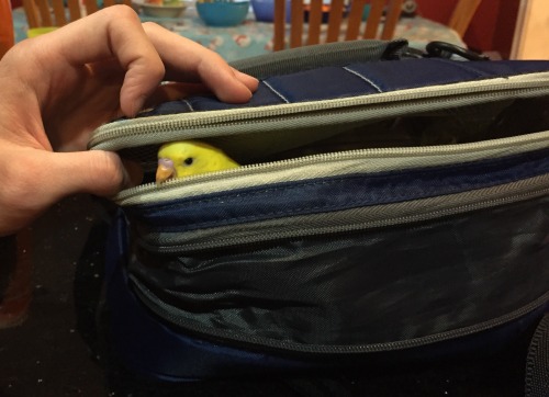 importantbirds:  No, Jakey! You’re not a lunch!  Yes am
