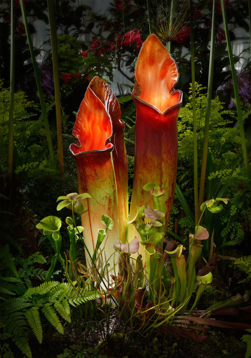 archiemcphee:  These stunning carnivorous plants and orchids require neither water, sunlight or insects in order to thrive. Instead they just new a gentle going over with feather duster every once in a while. That’s because they’re weren’t grown,