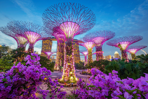 Supertrees at Singapore Gardens by the Bay | © Sanchai Loongroong &amp; Reezuan