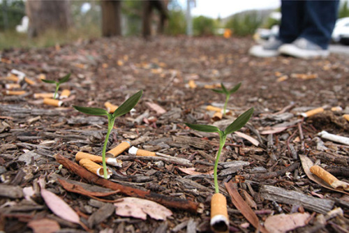 estopromete:Cigarros con semilla. Ahora no te importará tanto tirarlos al sueloSe estima que se desechan unas 4.5 billones de colillas al año, y si cada una se transformara en una planta¿?Visto aquí