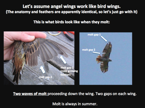 northern-sparrow:  All right, I was forced to start up a tumblr just to post this thing. So, I watched the first five seasons of Supernatural while doing field research on the birds of northern Alaska, and when Castiel spread his wings for the first time