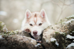 handsomedogs:  Iza Łysoń | Wintertime 