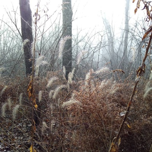 #nofilter needed- these grasses are naturally highlighted against the sun and a foggy forest. I&
