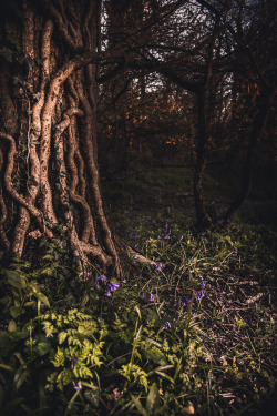 freddie-photography:  I stumbled across this woodland by accident a few hours ago, the entire place is filled with wild bluebells. This is the first photograph from this beautiful place. Bluebells Below a Giant - By Freddie Ardley Photography 