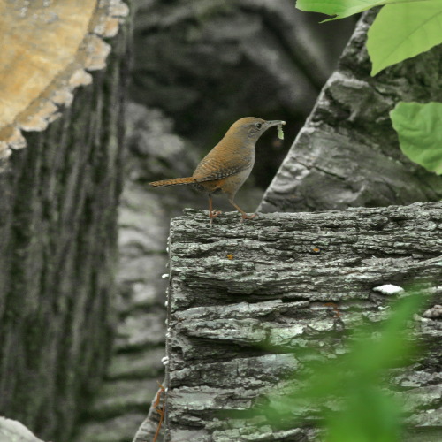 A wren finds a nice, green worm among a pile of linden logs. 