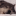 insomniac-arrest:lycanthropurrs:LET me on the bed i promise i wont lay on top of