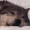 insomniac-arrest:lycanthropurrs:LET me on the bed i promise i wont lay on top of