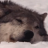 insomniac-arrest:lycanthropurrs:LET me on the bed i promise i wont lay on top of