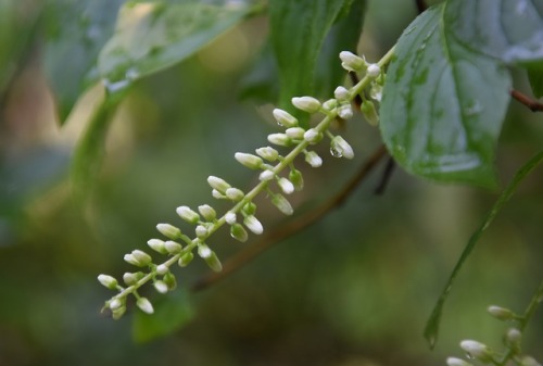 white flowers