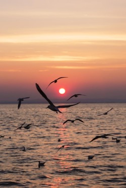 0ce4n-g0d:  seagulls at sunset on the lake by Stefano Cavallini