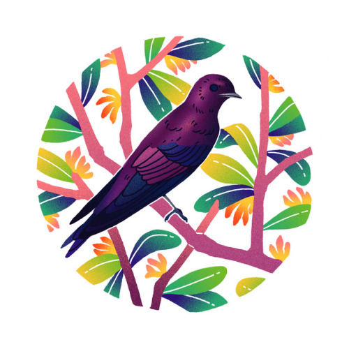 theemilydahl:Purple Martin