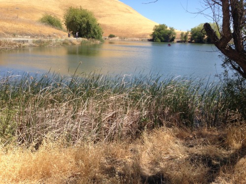 great-vibrations:  Went on a hike here is a spam of pics from it  Conta Loma, In Antioch?