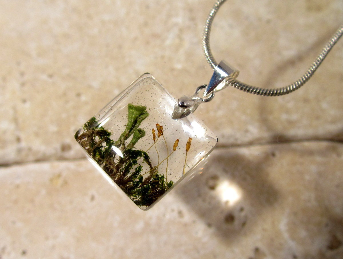 chaerea:  Pixie Cup Lichen (Cladonia sp.) and Moss (Dicranoweisia?) Necklace, Moss