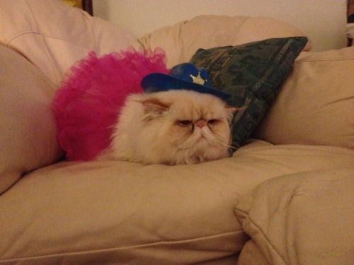 lucifurfluffypants: Yesterday was National Dance Day. Here I am in my tutu, ready to audition for So