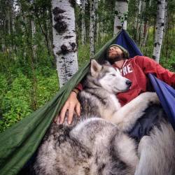 awwww-cute:  Hammock &amp; Husky (Source: http://ift.tt/1N3GLj5)