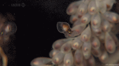 faunslabyrinth:infuckingdeed:octopus babies you guysOCTOPUS BABIESLOOK AT THEIR TEENSY LITTLE TENTAC