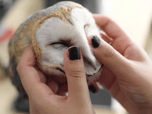 polynesianpinup:vork—m:Barn Owl Extreme Cuteness (x)My bunny and cat love being pet like this, too