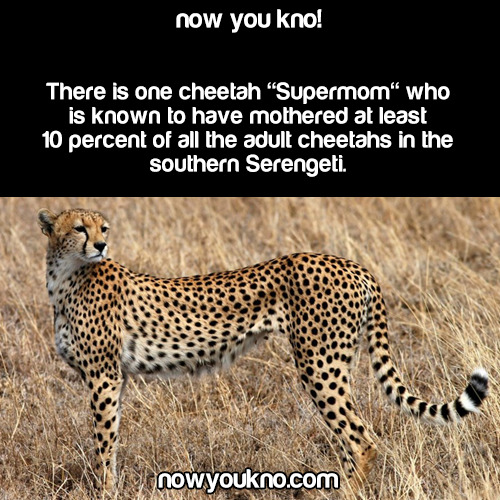 Sex nowyoukno:  Now You Know (Source) pictures