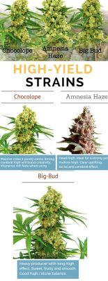 lungcollector:  strains