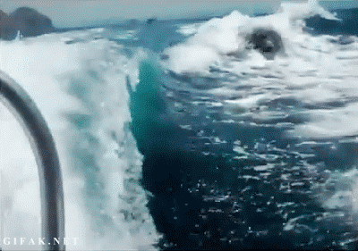 jakupwashere:  misfitwashere:  Orca!  Whoa!!! 