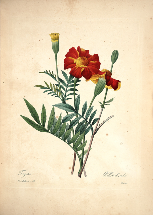 danhallett:Tagetes Redouté, P.J., Choix des plus belles fleurs et des plus beaux fruits, t. 99 (1827