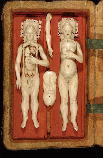 Ivory anatomical models. 17th century.